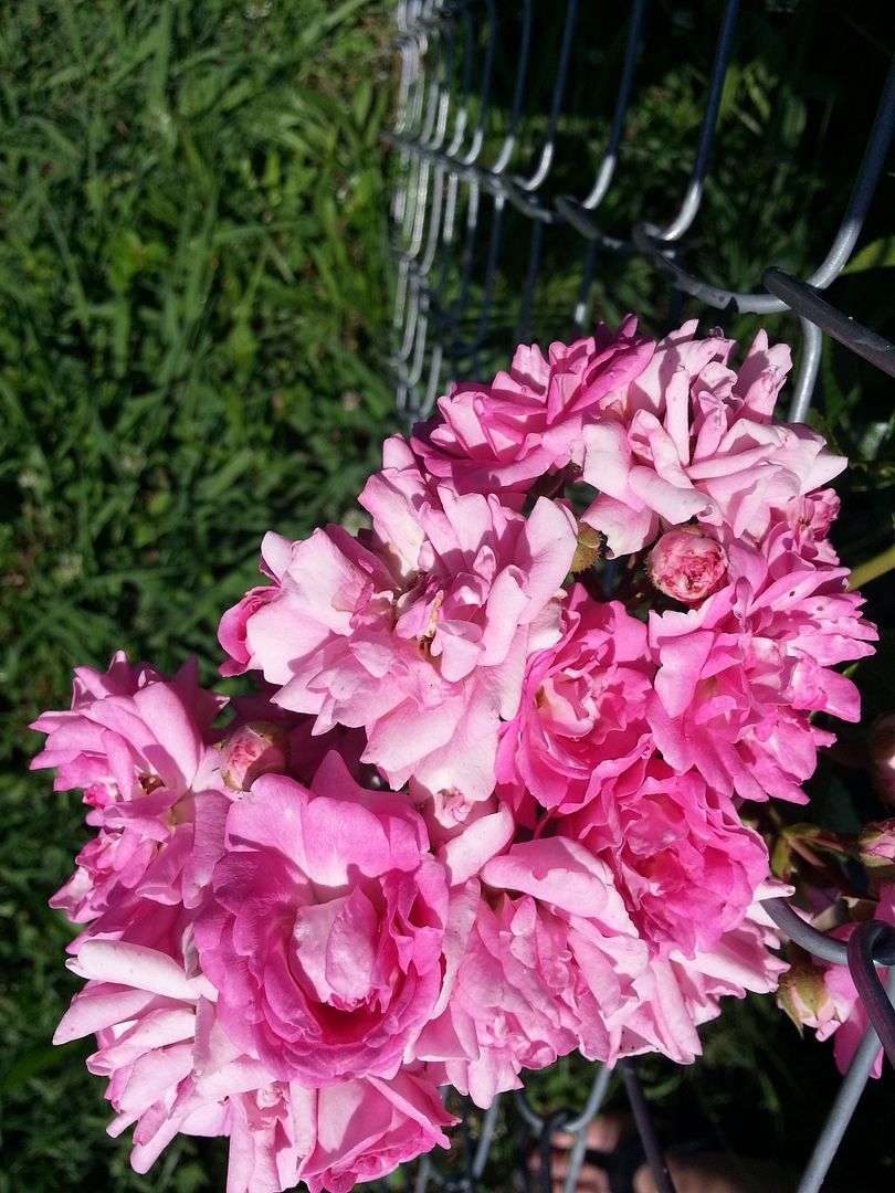 super dorothy photo 20130622_165638_zps82dd8ab0.jpg